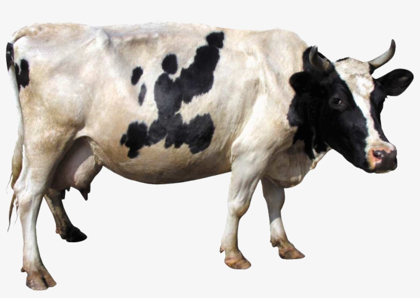 Cow Image - Cow Png, transparent png #178042