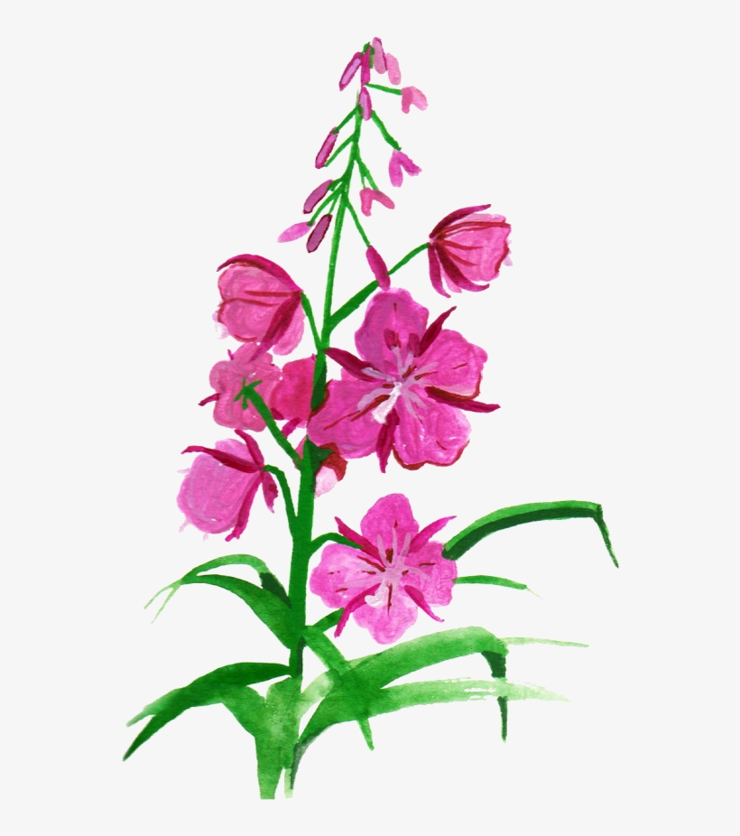 Vector Free Download Botanical Illustration Flower - Drawing Fireweed, transparent png #178354