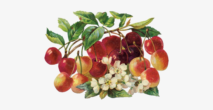 Frut05 - Art Print: Chromos, Cerises, 9x16in., transparent png #179402