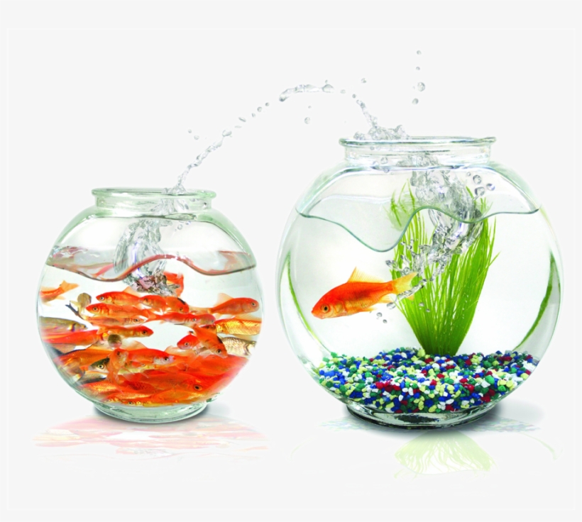 Praneetha Fish Aquariums Wallpaper Circular Transprent - Fish White Back Ground, transparent png #179676