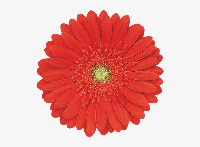 Red Explosion® - Qa 42 Snowthrower Sprocket, transparent png #1700098