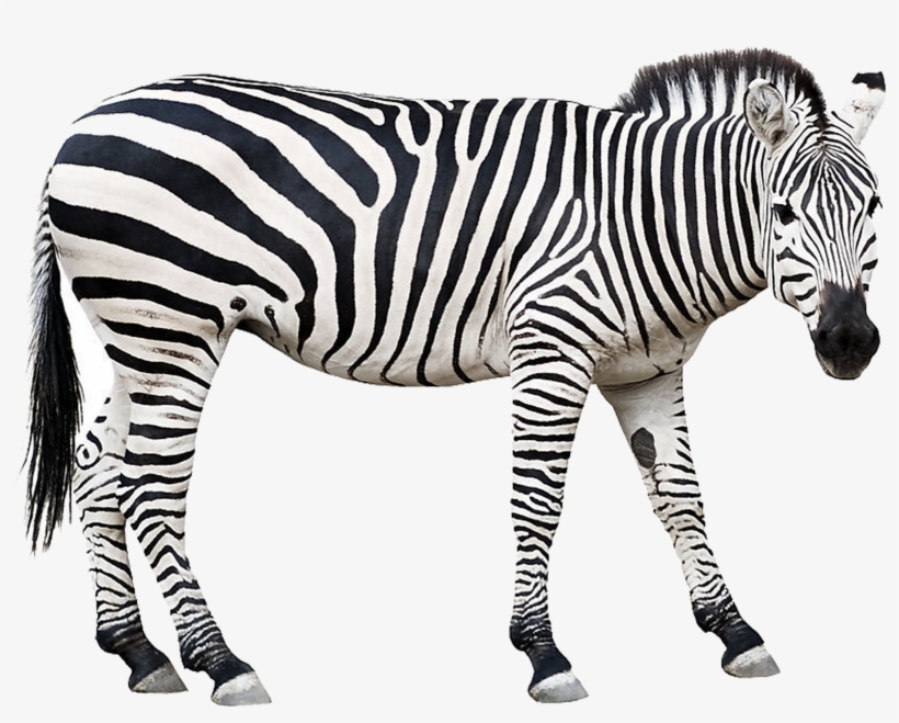 Zebra Stock Clip Art, transparent png #1700497