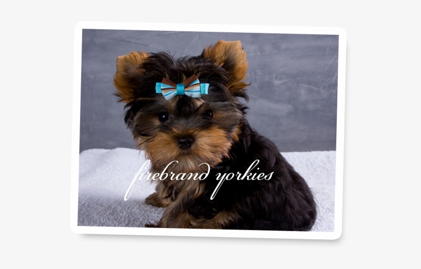 Quality Yorkshire Terrier Breeder - News, transparent png #1700574