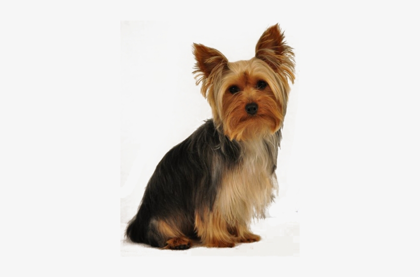 Yorkie Rescue South Africa - Custom Made Photo T Shirts And Baby Creepers, transparent png #1700597