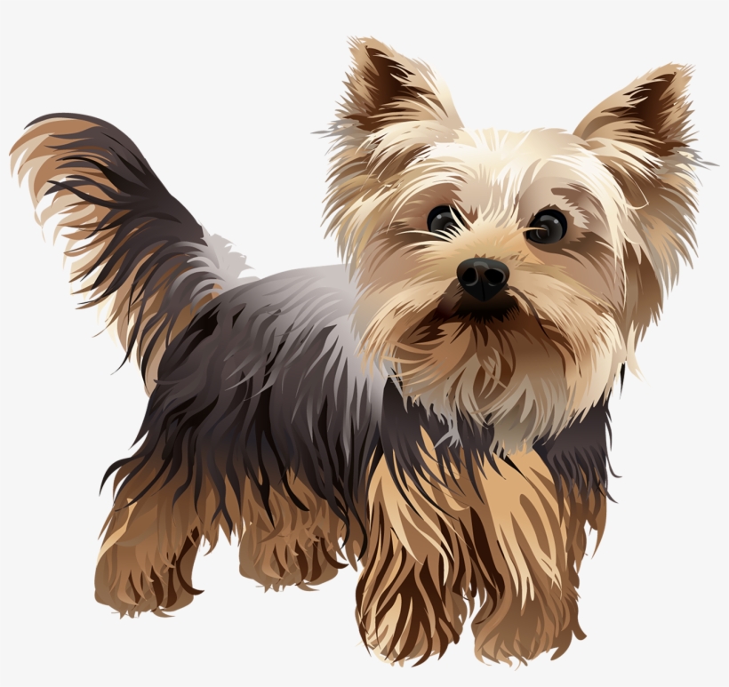 Banner Transparent Tshirt Standing Vibrant Animal Den - Yorkshire Terrier, transparent png #1700624