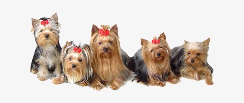 Bluebonnet Yorkshire Terrier Club - Yorkshire Terrier Png, transparent png #1700654