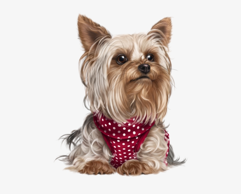 Yorkshire Terrier - Teacup Yorkie, transparent png #1700776