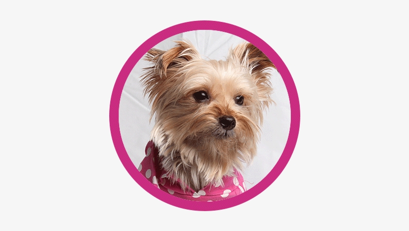 About - Yorkshire Terrier, transparent png #1701005