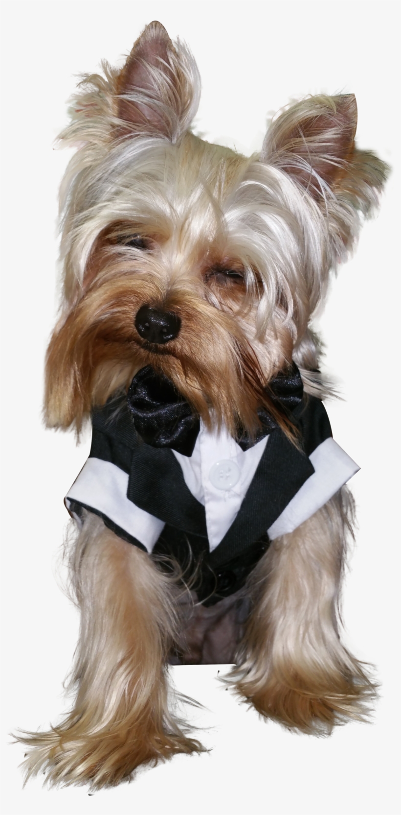 How Much Do Yorkshire Terriers Shed - Yorkshire Terrier, transparent png #1701096