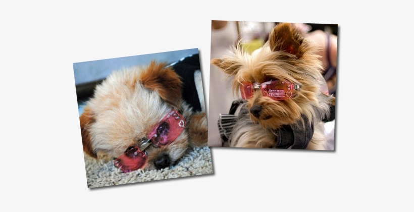 2 Yorkies Pink Doggl - Yorkshire Terrier, transparent png #1701169