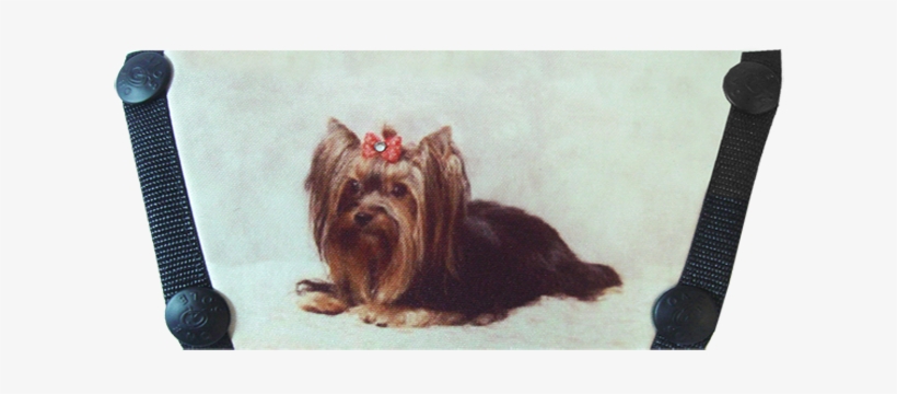 Yorkshire Terrier, transparent png #1701308