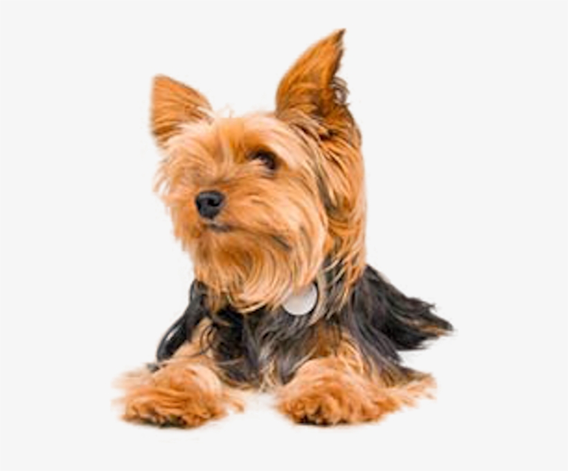 Share This Image - Yorkshire Terrier, transparent png #1701333
