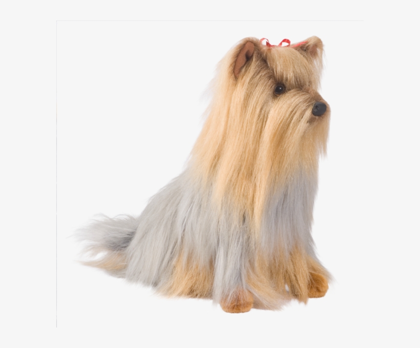 Cody Yorkie - Cody Yorkshire Terrier Dog, transparent png #1701354