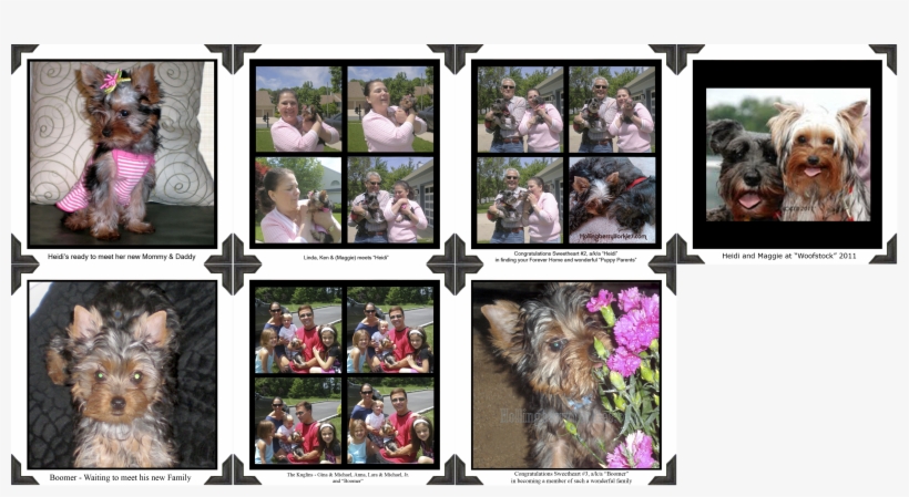 Yorkie Wait List For Our Happy Yorkie Customers " - Yorkshire Terrier, transparent png #1701573