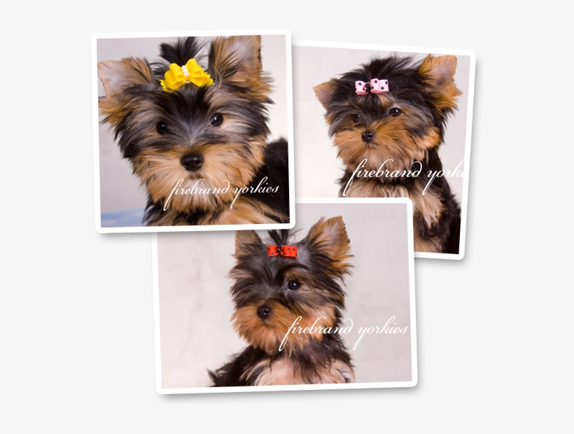 Puppies For Sale - York Terriers, transparent png #1701873