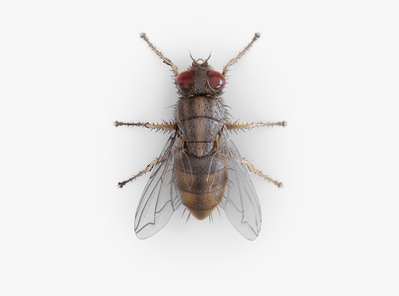 House Fly Top View, transparent png #1701933