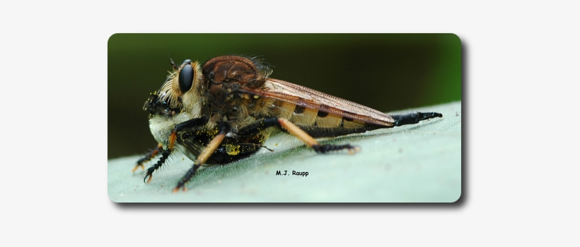 With A Bumble Bee Neatly Tucked Between It's Legs, - Robber Flies, transparent png #1702199