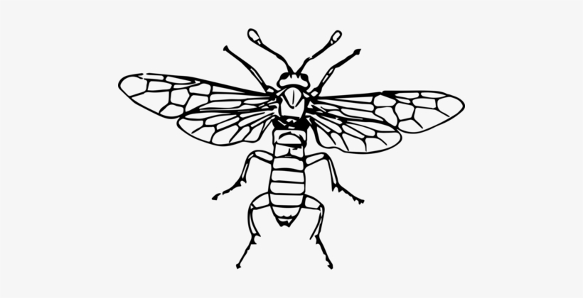 Fly Sawflies Insect Computer Icons - Sawfly Clipart, transparent png #1702241