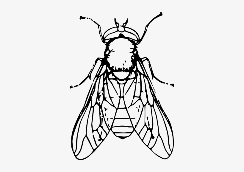 Flies Clipart Horse Fly - Fly Black And White Clip Art, transparent png #1702243
