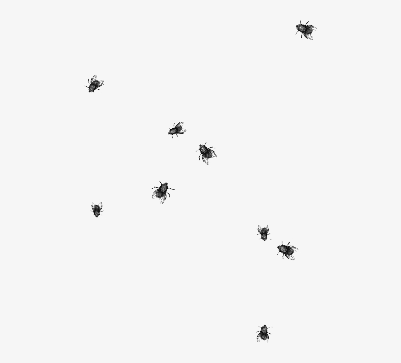 Largest Collection Of Free To Edit Fly Flies Insect - Flies Png, transparent png #1702266