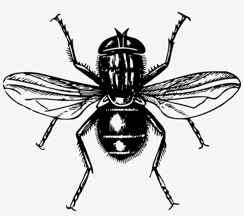 Fly Honey Bee Insect Lord Of The Flies Mosquito - Zazzle Blue Flying Insect - With Text:i Love Insects, transparent png #1702338