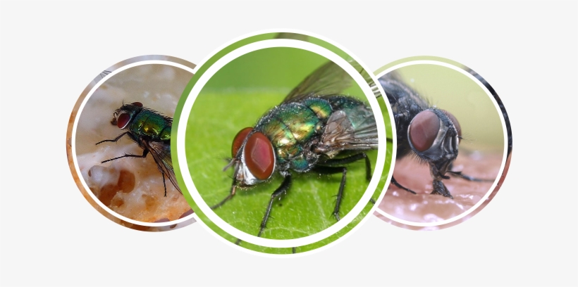 Flies - House Fly, transparent png #1702421
