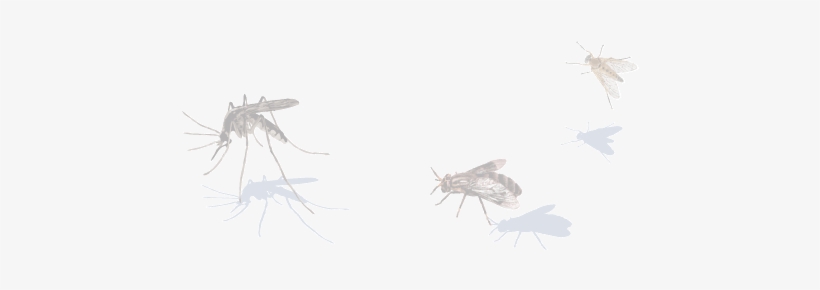 Flies Side Image - Berantas Malaria, transparent png #1702443