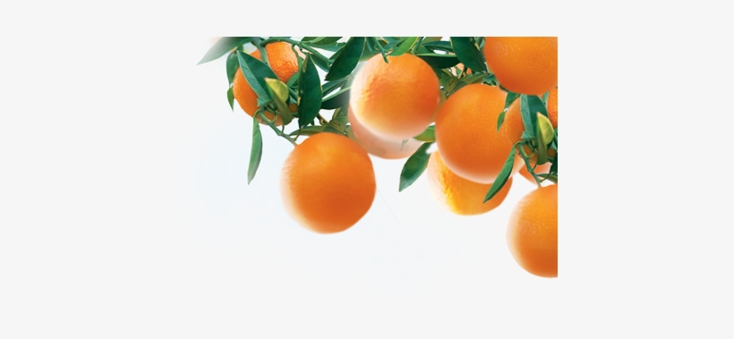 Tangerine, transparent png #1702495