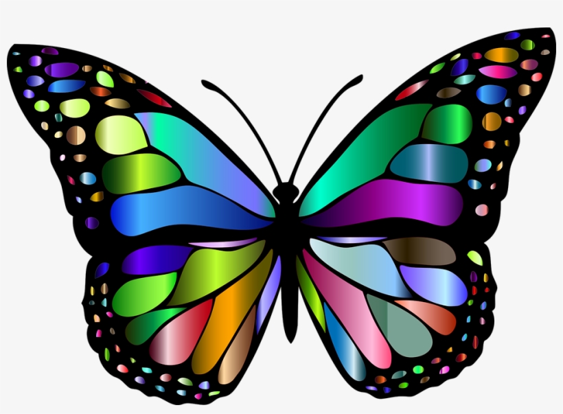 Butterfly Insect Chromatic Animal Colorful Flying 1769728 - Butterfly Insect, transparent png #1702548