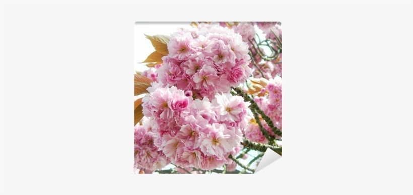 يا أجمل الناس, transparent png #1703481