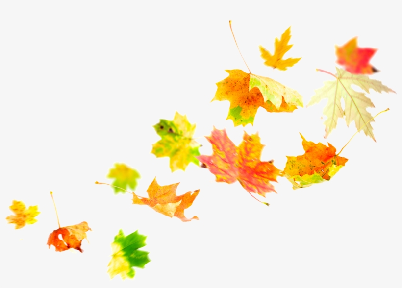 Source - - Autumn Leaves Wind, transparent png #1705243