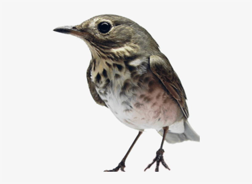 Free Png Birds Png Images Transparent - Bird In The Hand, transparent png #1706148