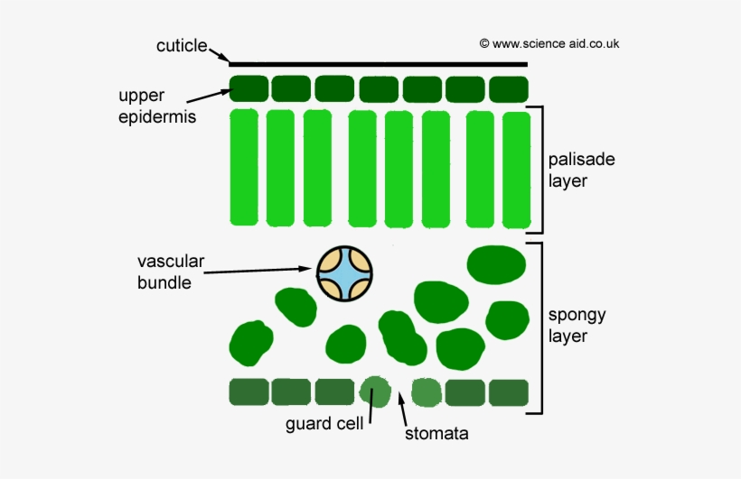 Cross Sectional Diagram Of A Leaf Showing Epidermis, - Inside A Leaf Simple, transparent png #1706226