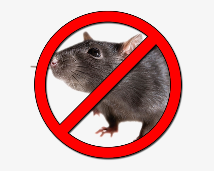 Desratización - Prohibido Ratas Png, transparent png #1706766