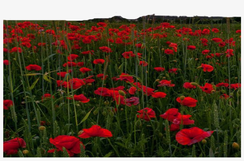 Flower Farm Png Free By Theartist100 On Deviantart - Clip Art, transparent png #1707309