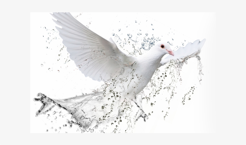 New Testament Christian Church Charleston Dove White - Pomba Do Espirito Santo Iurd, transparent png #1708104