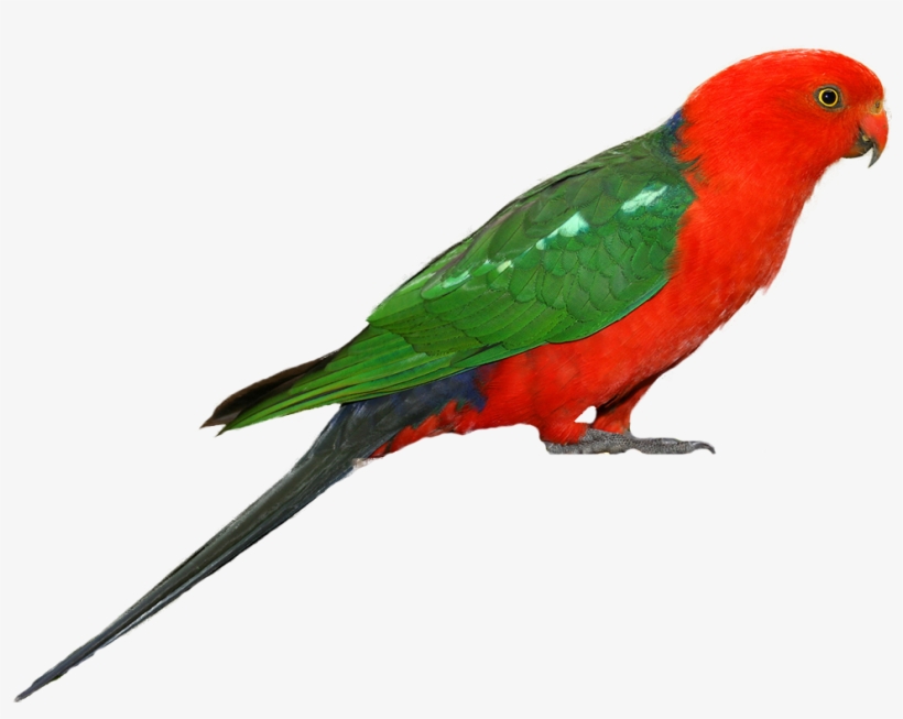 Parakeet Drawing Bird Australian - Australian King Parrot Png - Free Transparent PNG Download PNGkey