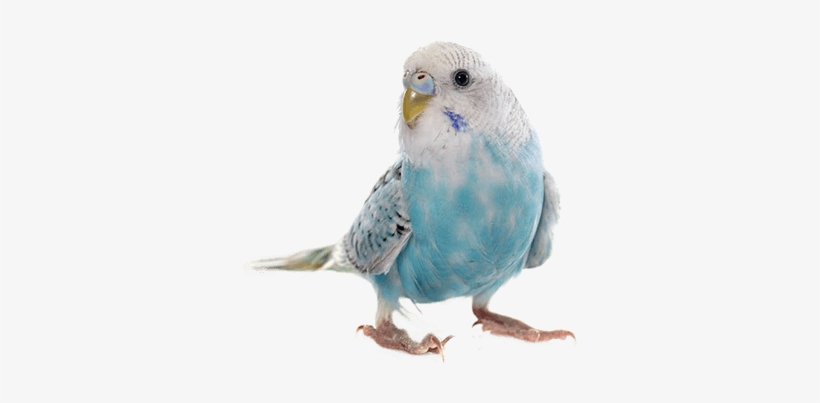 Parakeet-png - Pet Bird, transparent png #1710446