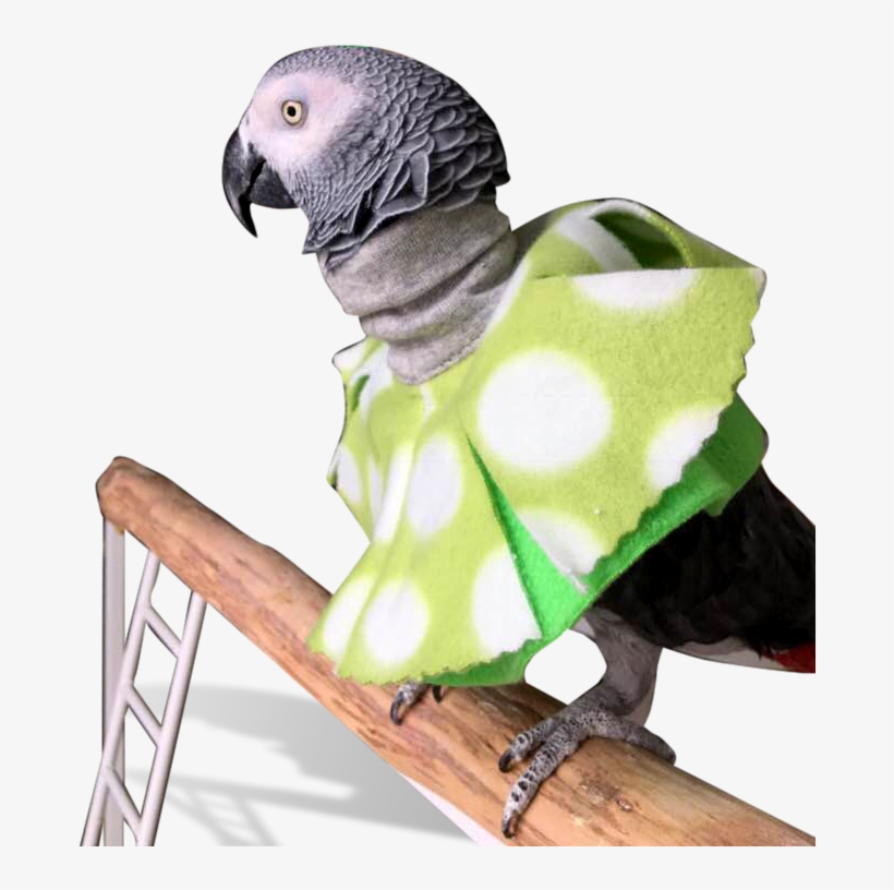 Parrot Poncho For Feather Picking Help - Poncho For Birds, transparent png #1710837