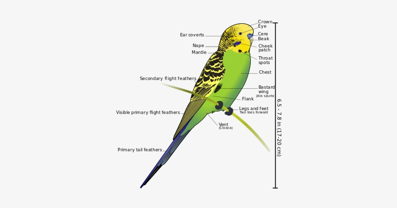 Small, Long Tailed, Seed Eating Parrot - Sri Lankan Love Birds, transparent png #1710862
