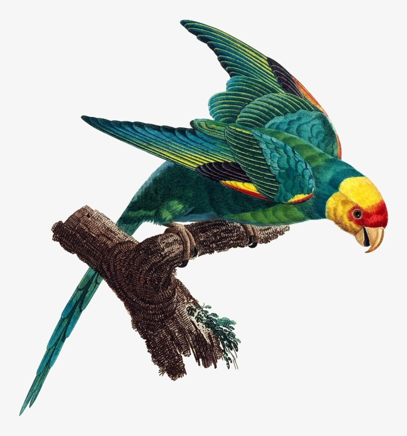 Medium Image - Carolina Parakeet, transparent png #1710891