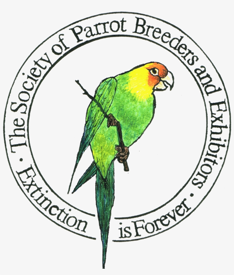 Parrot, transparent png #1710991