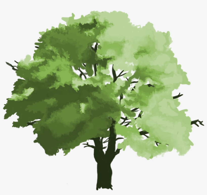 Maple Leaf, transparent png #1711017