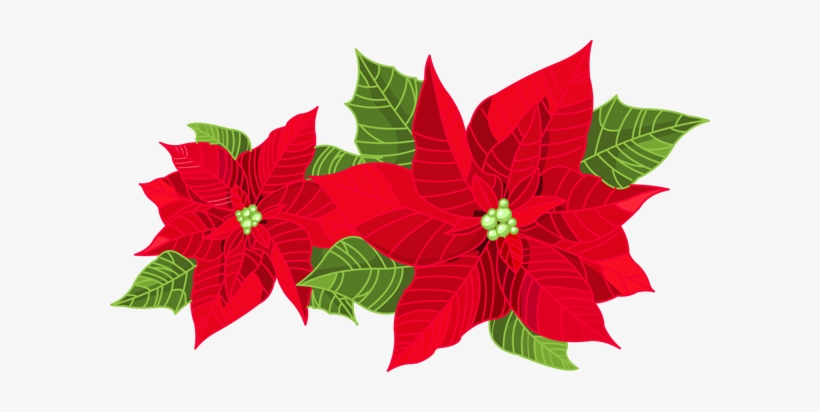 Mistletoe Clipart - Poinsettia Clipart, transparent png #1711020