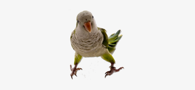 Parakeet, transparent png #1711021