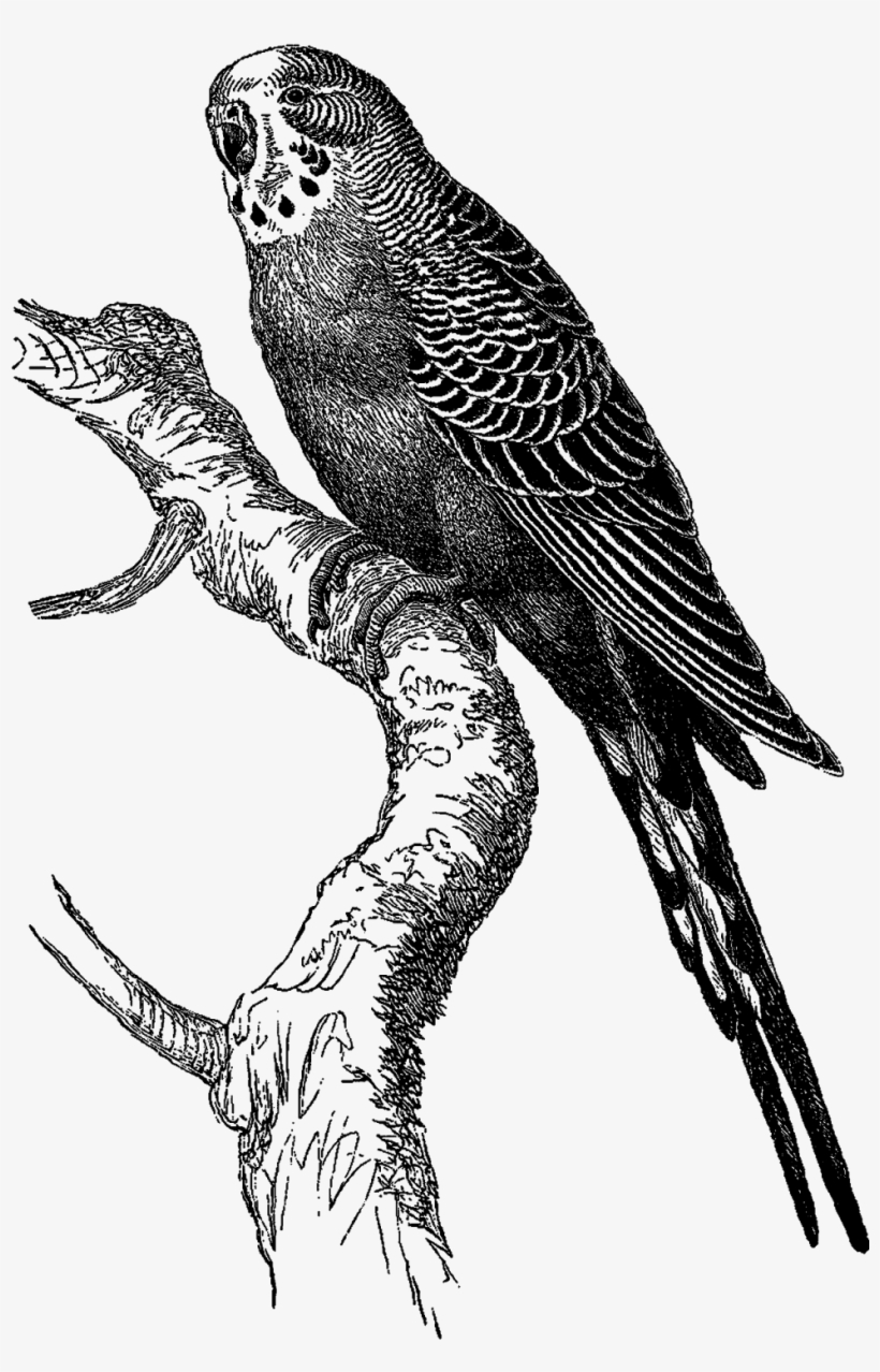 Digital Bird Downloads - Digital Stamp, transparent png #1711117