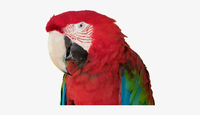 Exotic-parrot - Parrot, transparent png #1711230