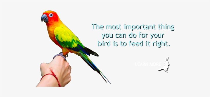 Find Local Resellers - Macaw, transparent png #1711335