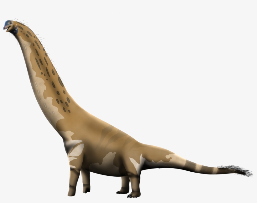 Camarasaurus Png, transparent png #1711572