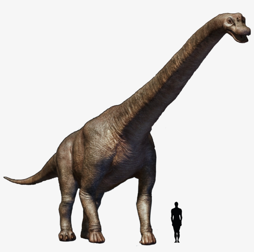 Prehistoric Taxonomy - Brachiosaurus Transparent, transparent png #1711598